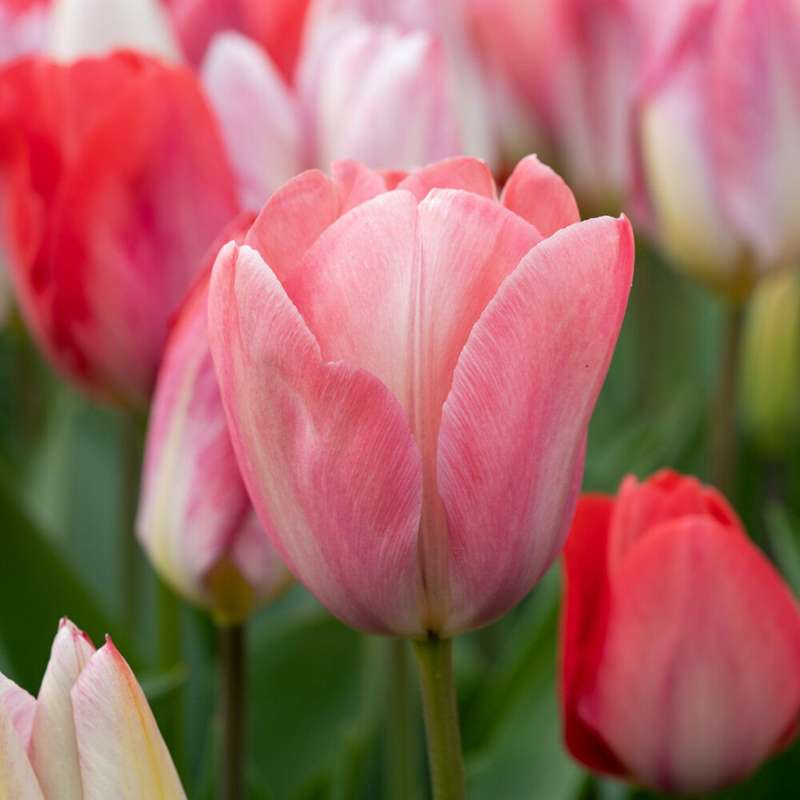 Tulipan 'Mystic van Eijk'